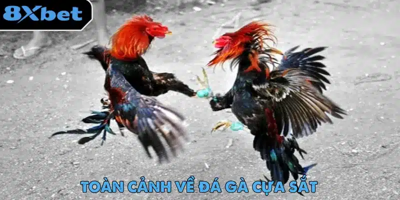 Đá gà cựa sắt được người chơi yêu thích nhờ ứng dụng livestream hiện đại